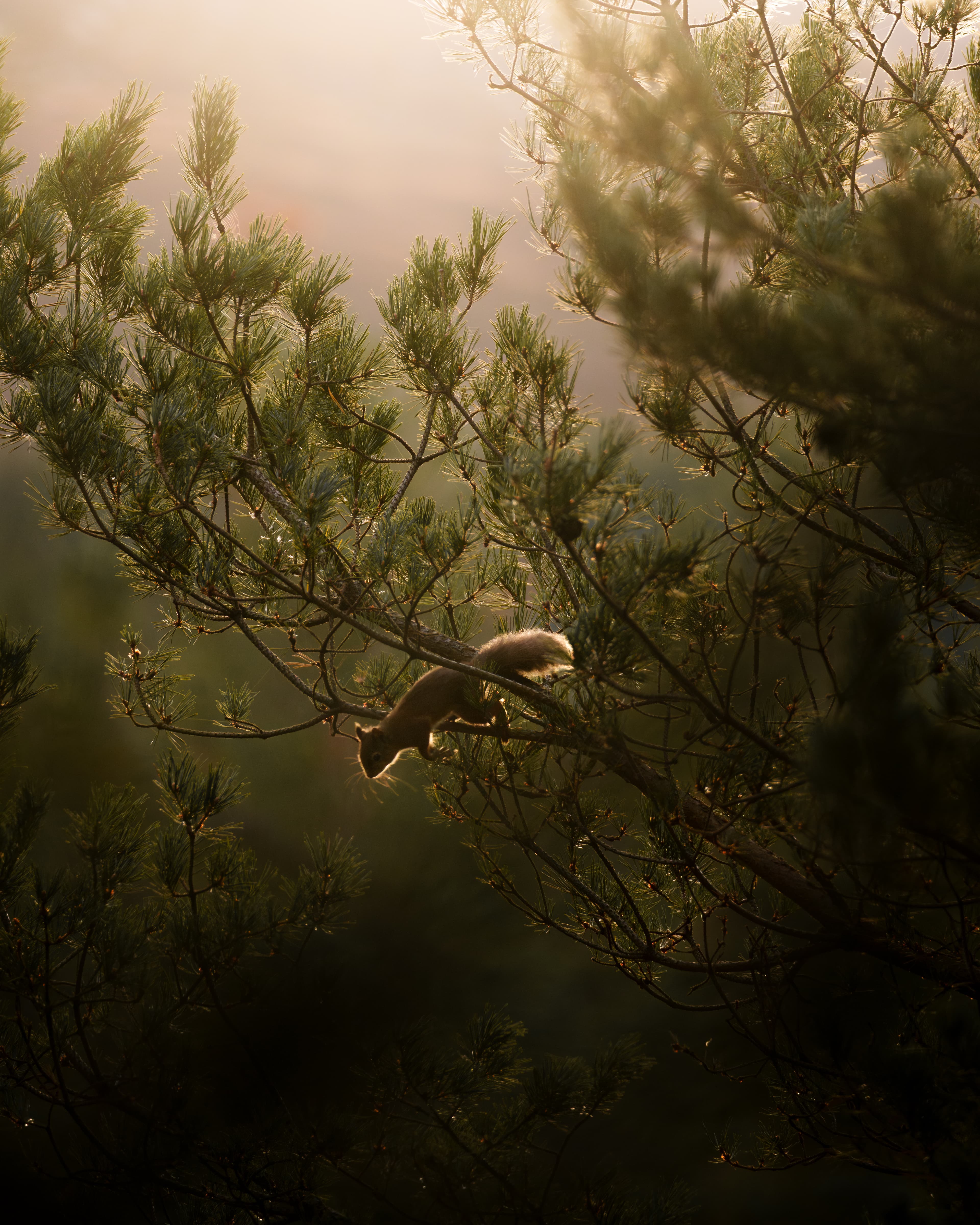 A squirrel in silhouette moves along a pine branch, illuminated by warm backlight filtering through the trees at sunrise.