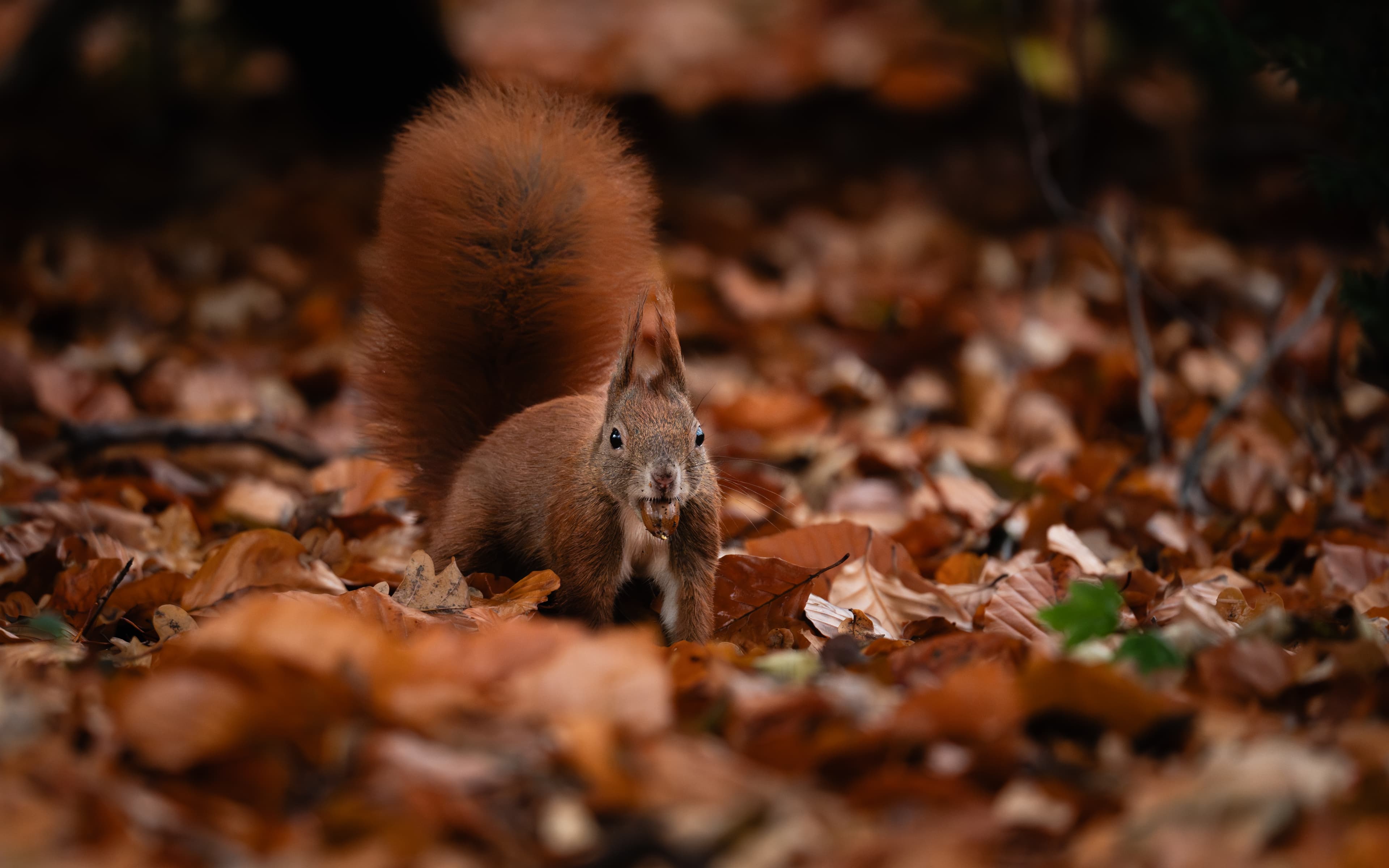 A red squirrel stands among autumn leaves, holding a nut in its mouth, with its bushy tail arched behind it.