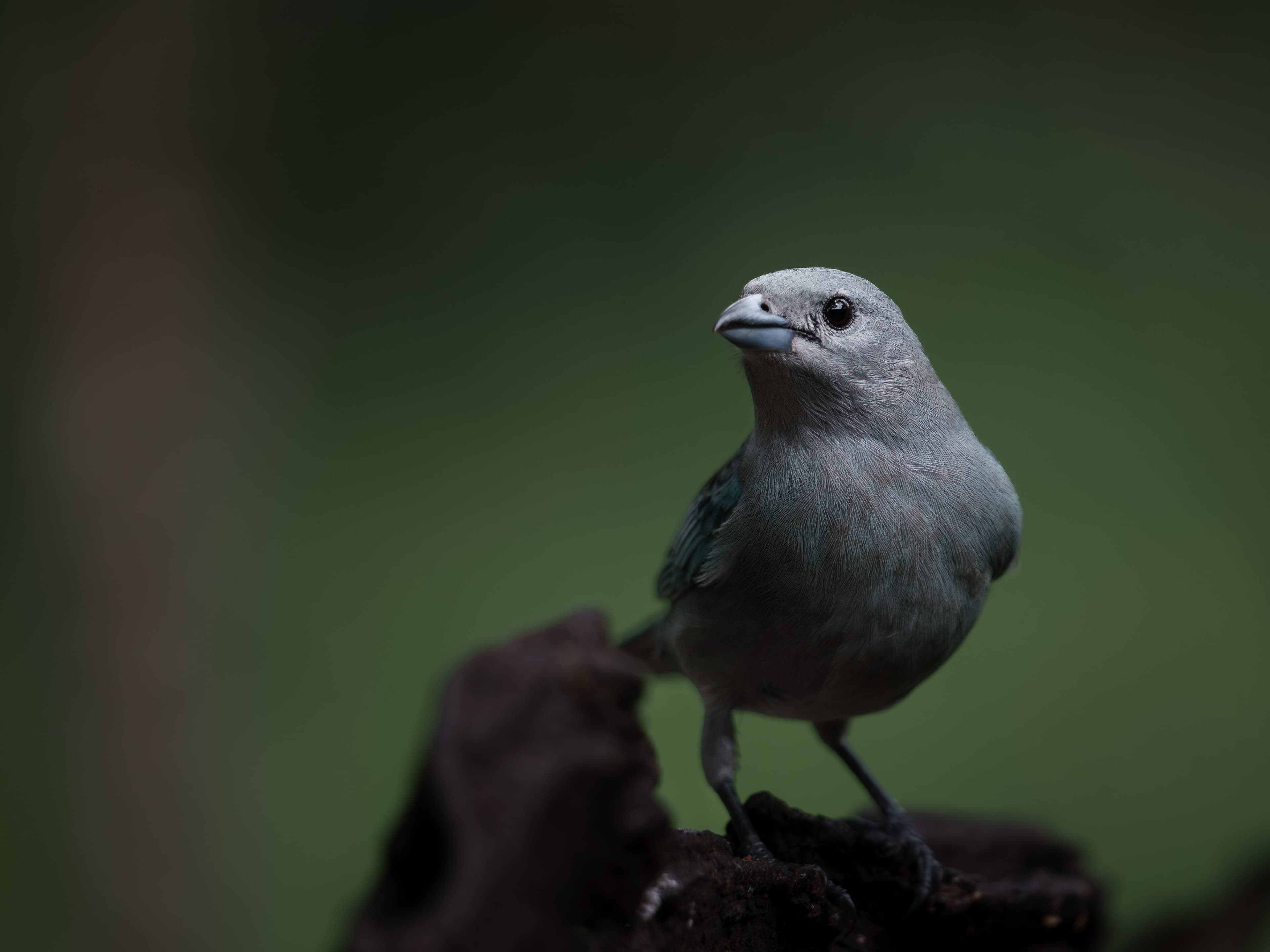 Sacaya Tanager perched on a dark branch against a soft green blurred forest background.