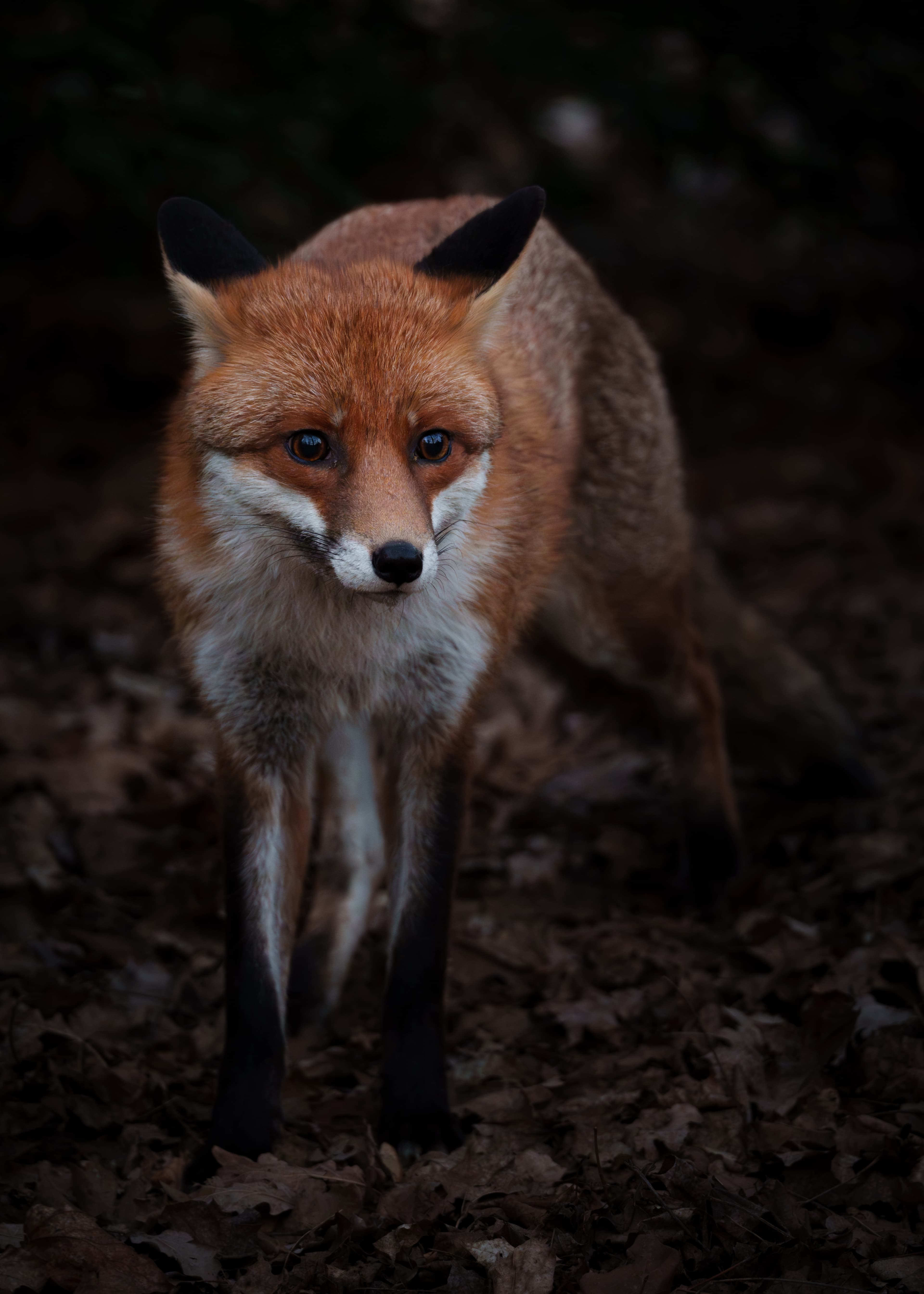 A red fox stands alert on a forest floor covered in leaves, softly illuminated against a dark, shadowy background.