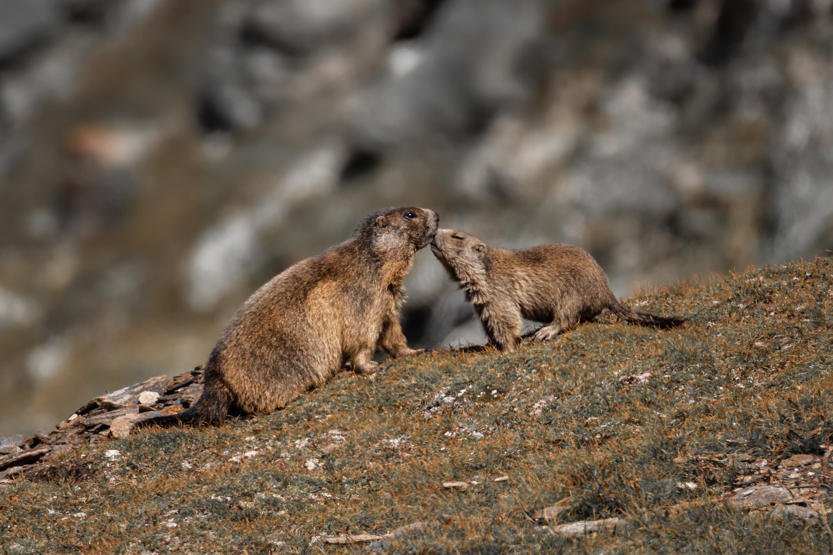 Two marmots on a grassy alpine slope touch noses, one larger and one smaller, with rocky mountains blurred in the background.